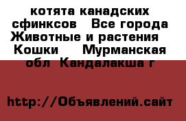 котята канадских сфинксов - Все города Животные и растения » Кошки   . Мурманская обл.,Кандалакша г.